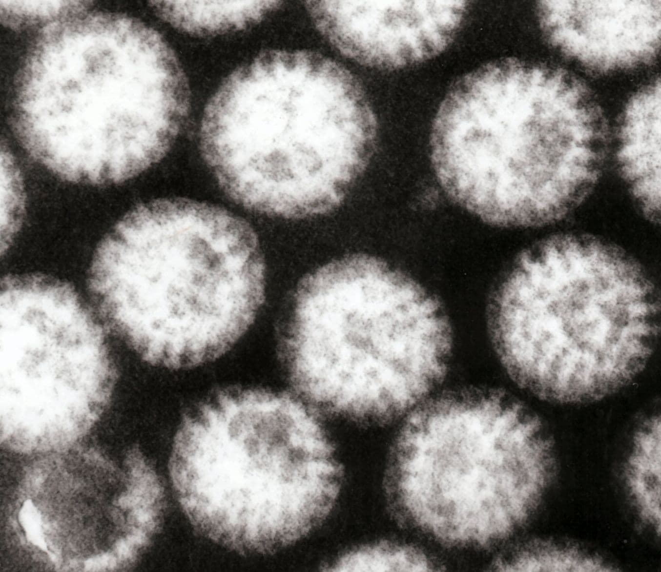 multiple_rotavirus_particles.jpg